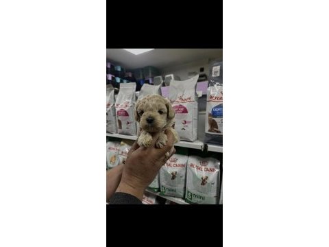 Türünün en güzellerinden sunmaya devam maltipoo aşk