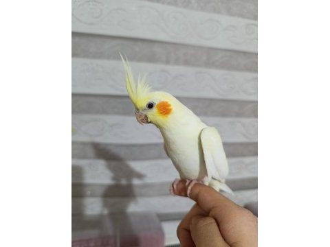 Sultan papağanı yavru 2 aylık