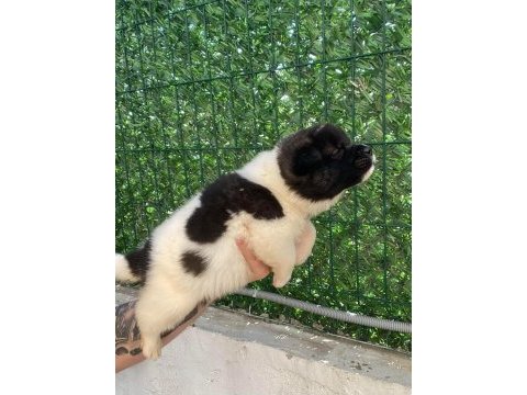 Akita yavrularımız