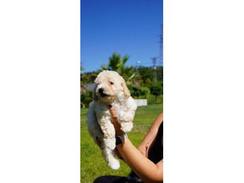 Maltipoo yavruları sizleri bekliyor  