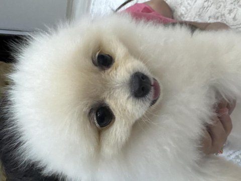 Pomeranian dişi 6 aylık