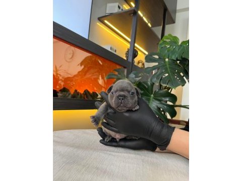 Rengarenk french bulldog yavrularım rezerveye açık