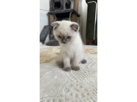 Yakışıklı paşalarım scottish fold