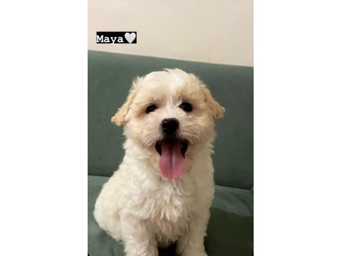 Maltese terrier