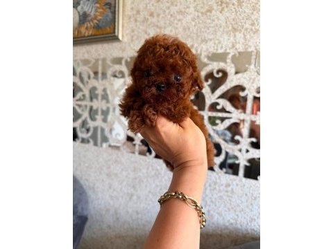 Nadir renk ve anatomide, soy şecereli poodle yavrularımız
