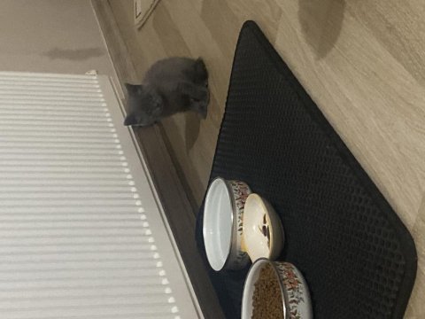 Scottish fold yavru