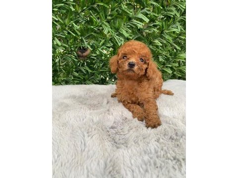 Toy poodle bebekler