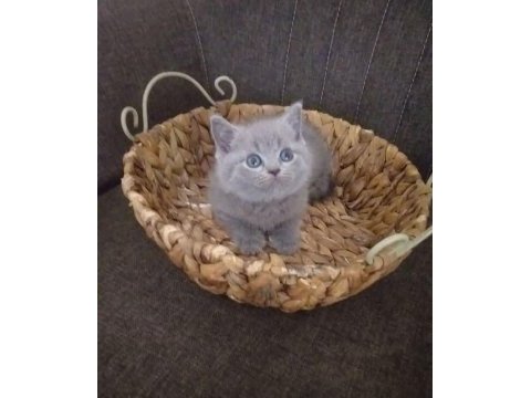 Dünya tatlısı scottish fold yavrular