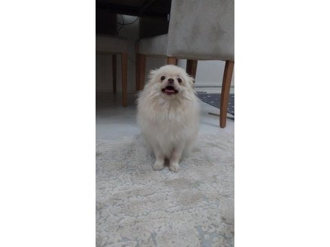 Dişi pomeranian