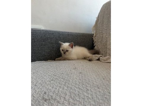Safkan anne babanın british shorthair yavruları