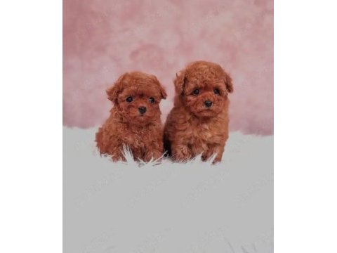 Kore toy poodle yavruları ankara