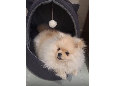 Safkan tüm aşıları tam erkek pomeranian