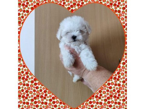 Maltese terrier adrese teslim, kapıda ödeme yapabilirsiniz
