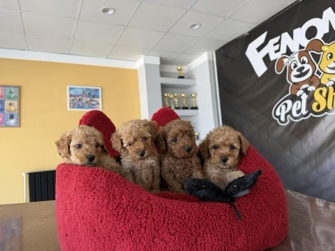 Show kalite toy poodle yavrular mağazamızda görün