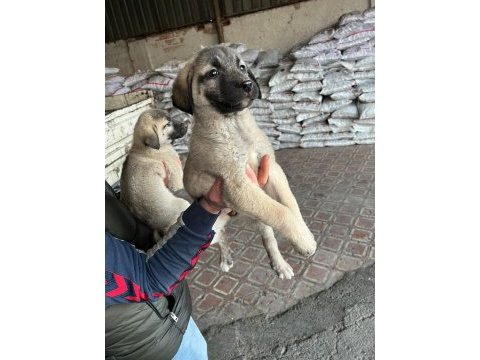 İri cüsseli kangal yavruları