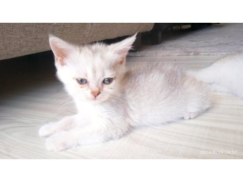 British shorthair kardeşler manisa