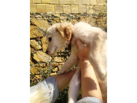 2,5 aylık golden retriever baby face yavru