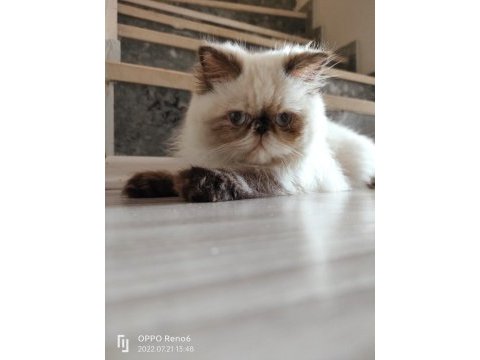İran persian
