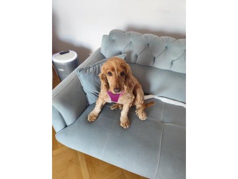 Cocker kızımıza yeni yuvasını arıyorum