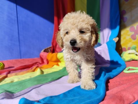 İnanılmaz güzellikte maltipoo yavrular