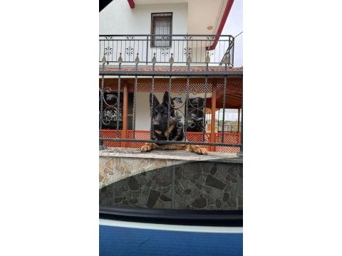Oğluma dişi alman kurdu arıyorum eşleştirmek için