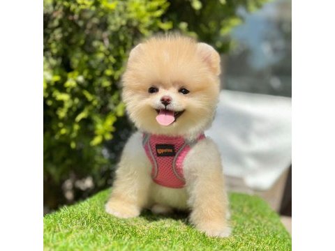 Safkan pomeranian boo bebekler