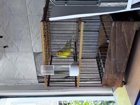 Örjinal lipogram sarı tepeli kanarya