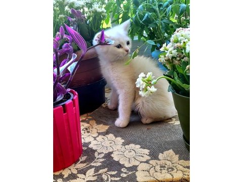 British longhair taneleri yeni yuvasını bekliyor