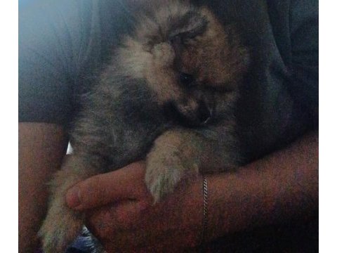 Pomeranian yavru 3 aylık