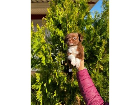 Şivava köpeklerimiz