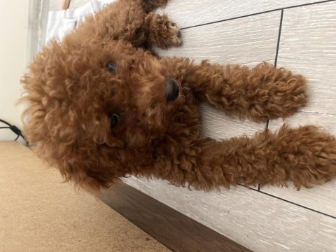 Toy poodle erkek yavrum