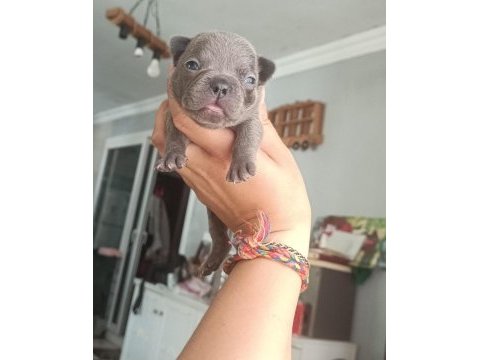 Egzotik ve standart fransız bulldog yavrularımız