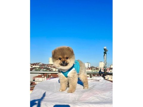 Ayı surat pomeranian boo yaru