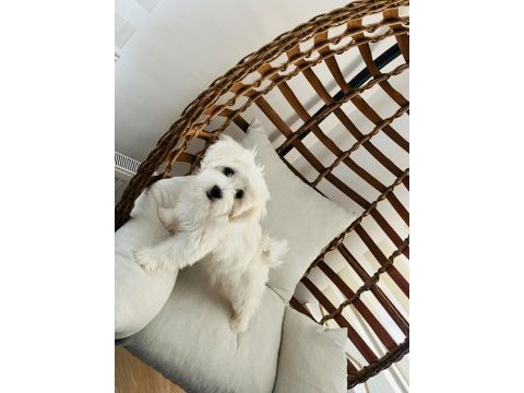 Maltipoo yavrularımız