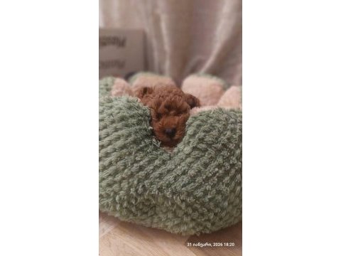 Görüntülü aramaya açık toy poodle yavrum