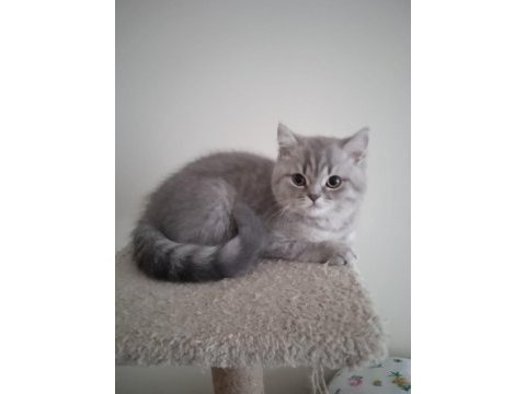 British shorthair prensesimiz yeni ailesini arıyor