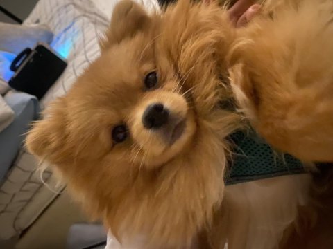 Köpeğimiz yoda yeni yuvasını arıyor