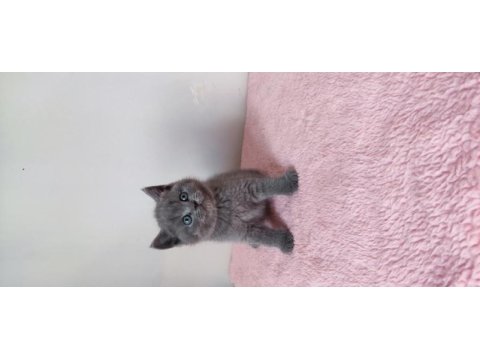 British shorthair yavruları