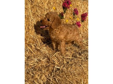Toy poodle bebekler - sun kennels üretim çiftliği'nden