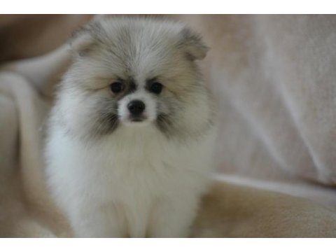 Party colour pomeranian boo