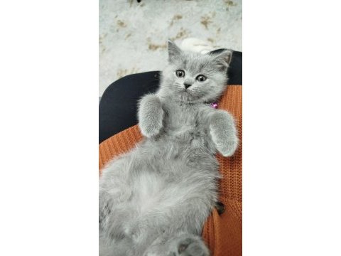 British shorthair 2 buçuk aylık dişi yavru nadir renk