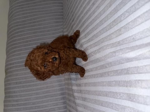 Dişi kore poodle yavru