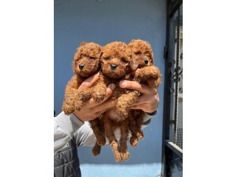 Muhteşem güzellikte orijinal toy poodle yavruları