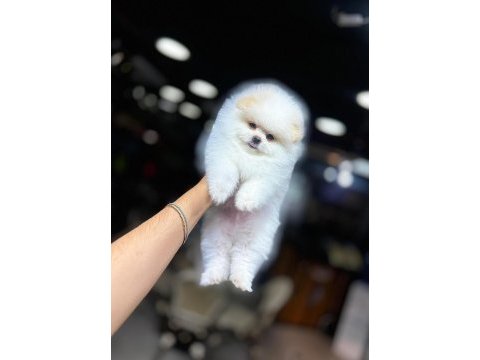 Pomeranian boo 60 günlük