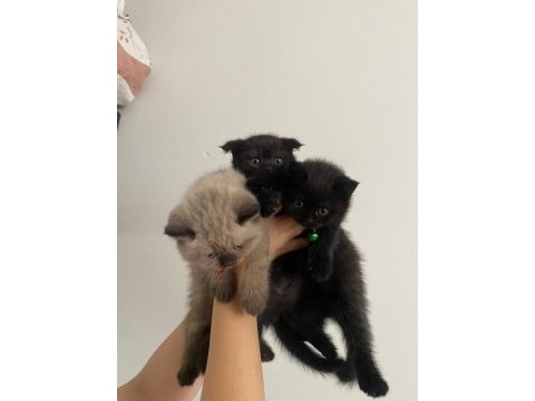 Adana/seyhan gürselpaşa scottish fold yavrular
