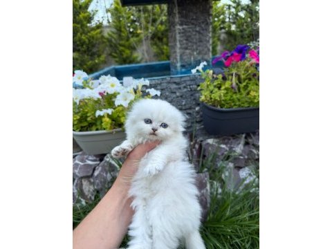 Yavru british longhair kediler