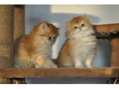 Safkan 2 aylık golden british longhair bebekler
