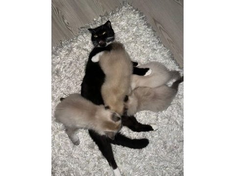 Kendi british longhair yavrularım sahiplendirme yapılacaktır