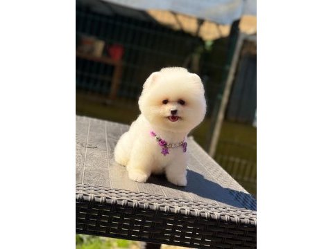 Pomeranian boo köpeği