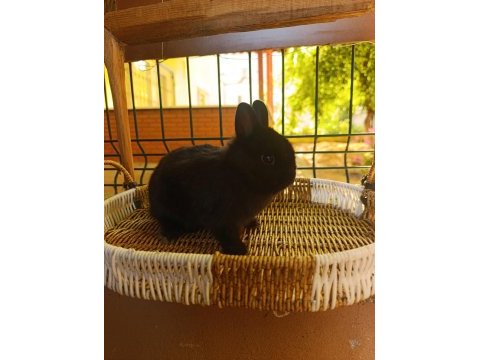 Hollanda mini lop ve hollanda cüce tavşan
